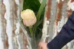 Single-Pink-Rose-scaled-1-scaled-scaled
